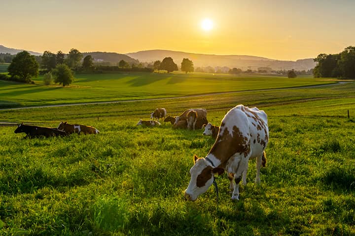 Good Farming cows in field